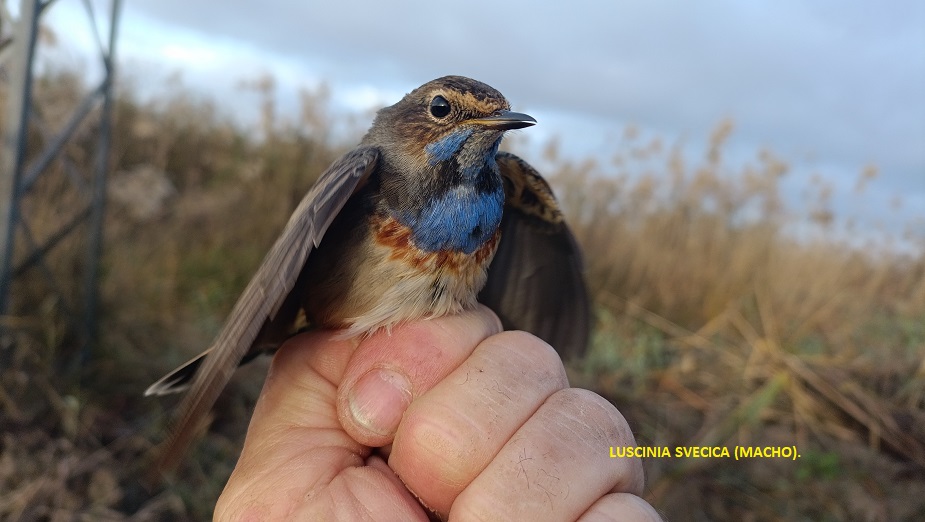 Ruiseñor pechiazul (Luscinia svecica)